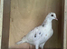 Tipplers for sale