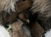 Gorgeous Cairn Terrier Puppies