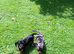 2 miniature dachshund puppies