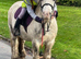 Handsome cob gelding