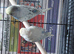Budgies
