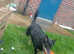 Dog bording