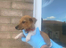 Traditional miniature Jack Russell