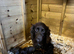 7 beautiful F1 cockapoo puppies