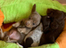 2 long coat miniature dachshund puppies left.