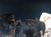YORKSHIRE TERRIER PUPPIES BOYS AND GIRLS.
