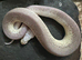 CB26 Royal pythons hatchlings
