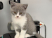 British Shorthair Kittens for Sale