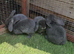 Adorable baby rabbits for sale!