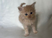 Beautiful Persian Kittens Looking for Their Forever Homes