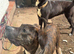 Presa canario