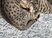 Bengal cross