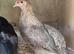 Pure Breed large fowl female chickens