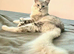 Rare polydactyl kittens