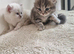 Beautiful British short haired cross kittens for sale
