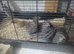 quails