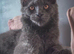 Gorgeous pure breed Mainecoon kittens ready 24th July