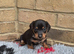 Miniature dachshund cross jackrusell puppies