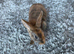 Beautiful mini Rex rabbits