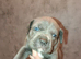 Cane corso X puppies