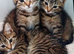 Siamese xx