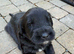 Bouvier des Flanders Giant Schnauzer Mix Isle of Man.