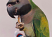 Baby Derbyan Talking Parrot