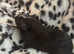 Male guinea pigs