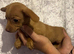 5 beautiful Chiweenies