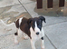 1 female whippet 10 weeks