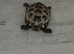 Horsefield tortoise and set up