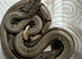 Boa Constrictor Amarali (short tailed Boas)