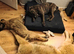 Beautiful Cane corso cross