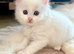 Four fluffy kittens