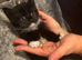 6 stunning beautiful markings kittens