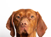 KC Registered Hungarian Vizsla Puppies