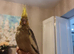 Young cockatiel
