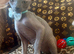 Grey sphynx boys