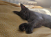 Maine coon kittens