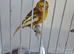 BEAUTIFUL PROVEN PAIR PHAEO CANARIES