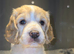 Cocker spaniel puppies