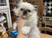 Ragdoll Kittens