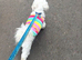 maltese stud