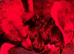 Beautiful mixed litter German shepherds
