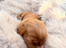 Working cocker spaniels
