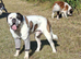 St Bernard