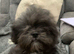 Adorable Lhasa Apso Boy puppies for sale
