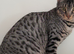 Gorgeous Silver and Black Spotted Full Pedigree TICA Registered Female Cat