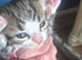 Beautiful kittens, i have both parents