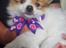 Pomeranian puppy(small breed)